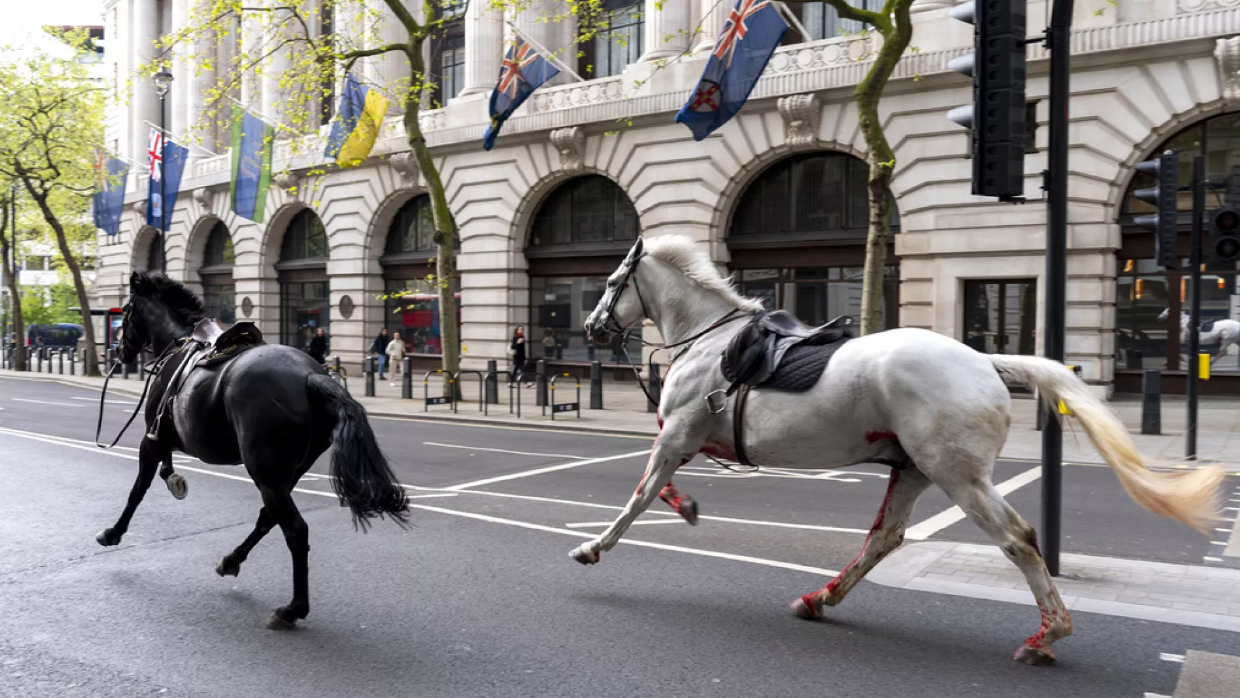 جموح خيول عسكرية في قلب لندن تتسبب بإصابات وأضرار
