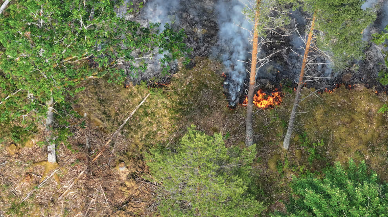 البرق يتسبب بنشوب العديد من حرائق الغابات